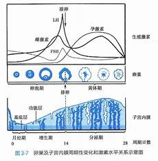 子宫内膜增厚的原因
